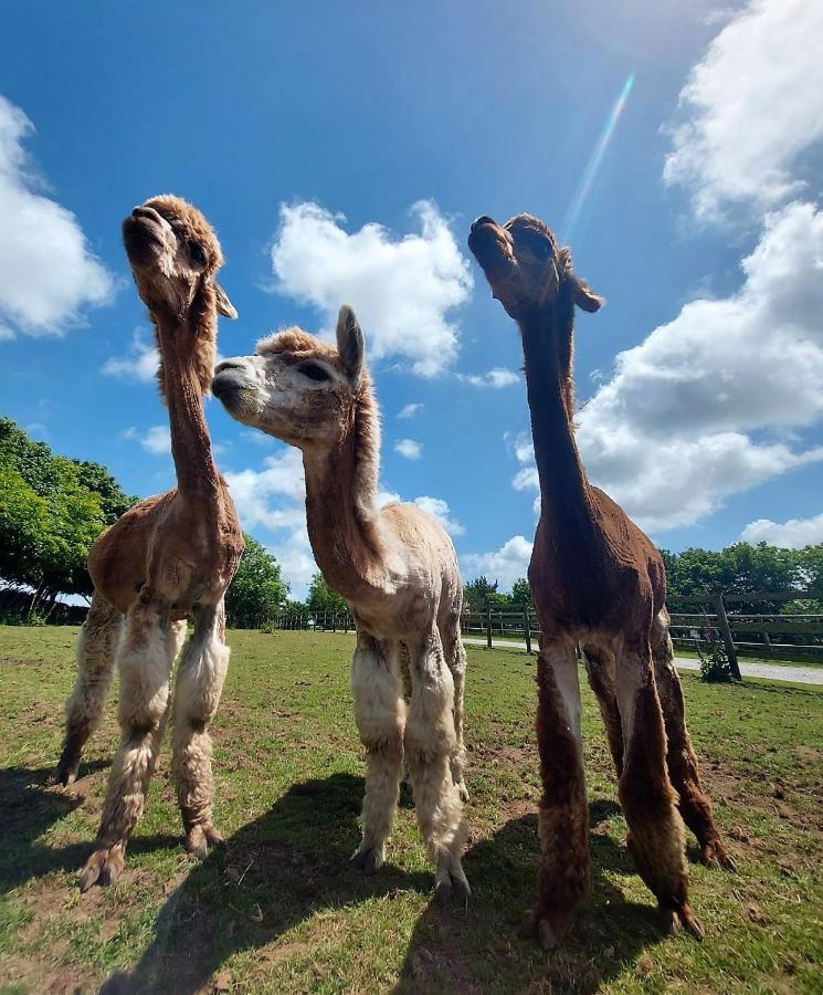 Cosy Barn On Rural Smallholding With Alpacas, Goats & Pigs Stithians Exterior foto